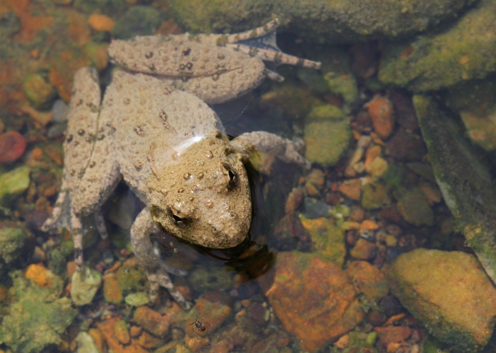 Cricket Frog